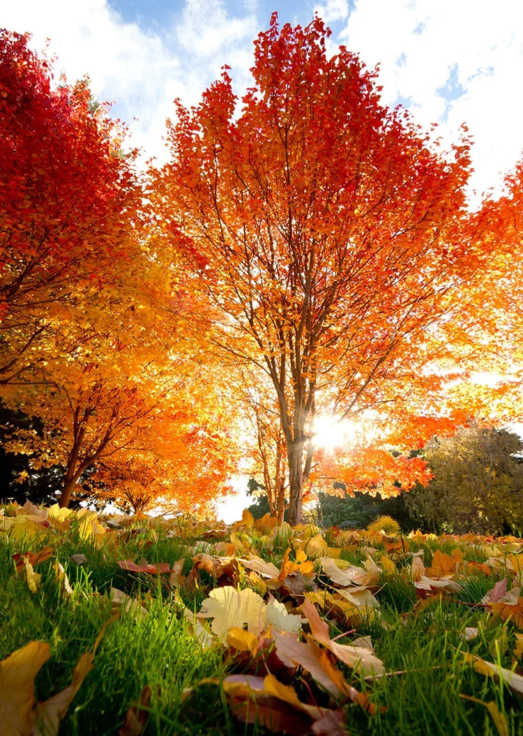 Déco d'automne